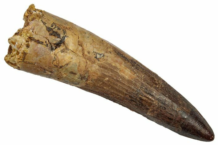 Fossil Spinosaurus Tooth - Composite Tip #345463